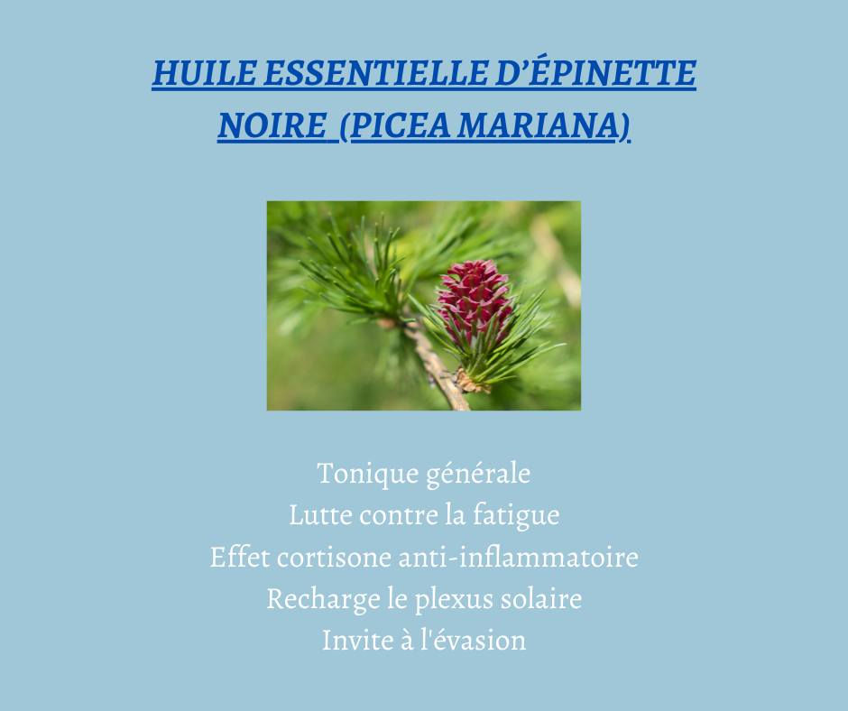 Bienfait de l'Huile Essentielle d'Epinette Noire