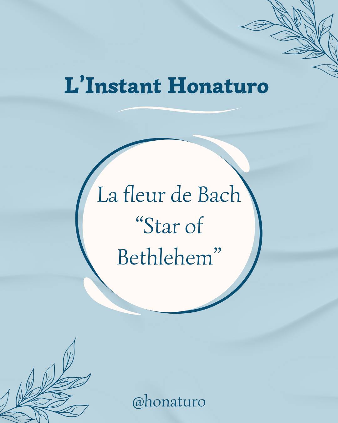 Fleur de Bach N°29, Star of Bethlehem par le cabinet naturopathie HONATURO