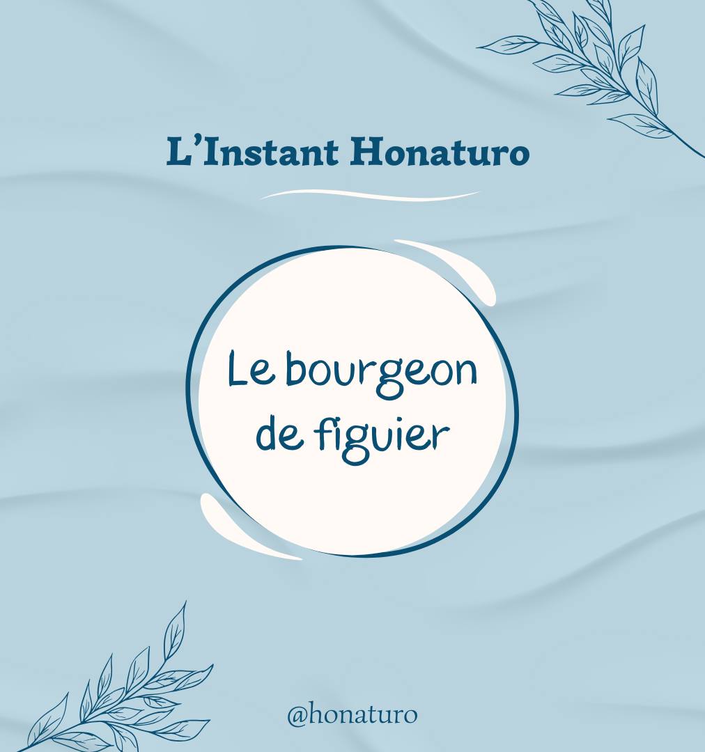 Le bourgeon de Figuier par le cabinet naturopathie HONATURO