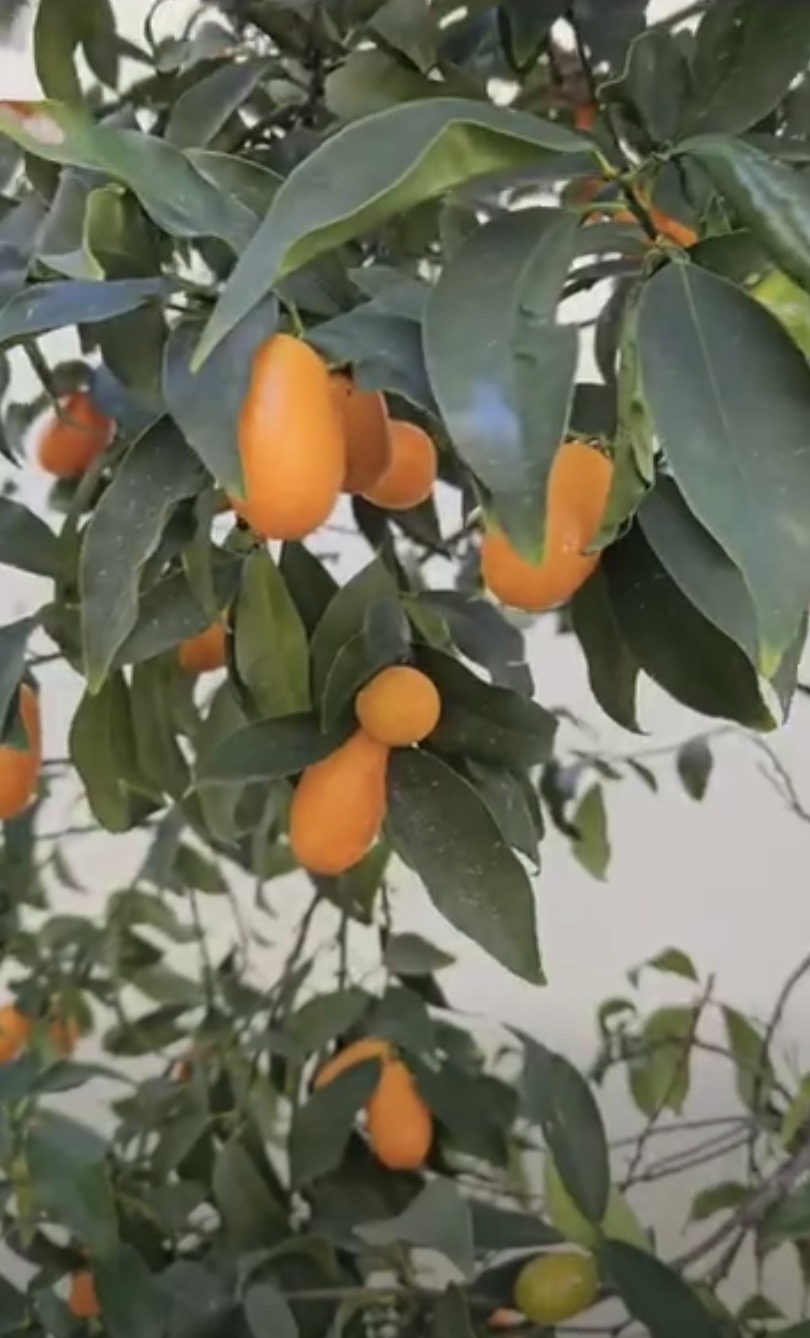 L'Huile Essentielle d'Orange douce par le cabinet naturopathie HONATURO