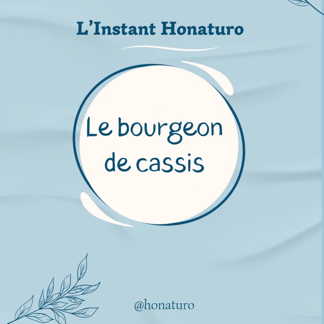 Le Bourgeon de Cassis par le cabinet naturopathie HONATURO